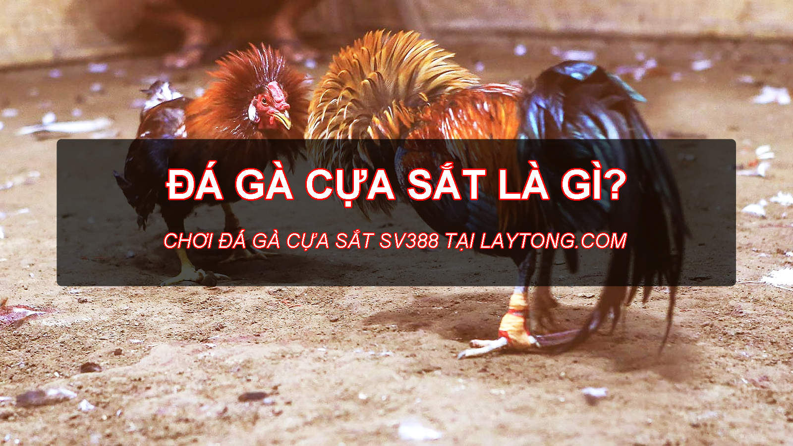 Đá gà cựa sắt là gì? Giống gà chọi để chơi đá gà cựa sắt