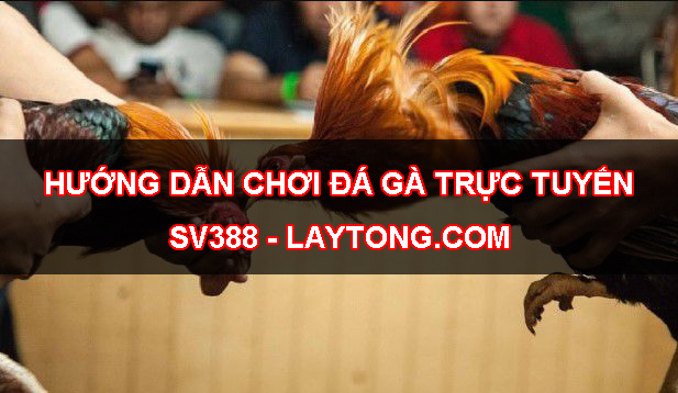 Hướng dẫn cách chơi đá gà trực tuyến tại SV388