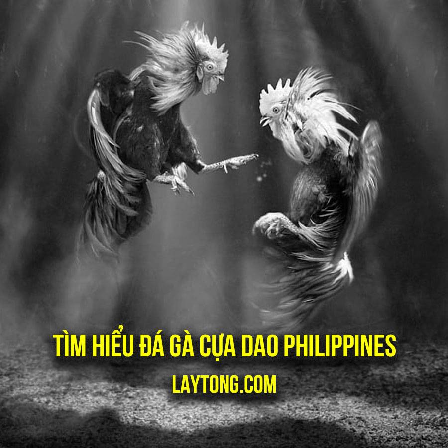 Đá gà Philippines là gì? Tìm hiều về gà đá Phi – đá gà cựa dao