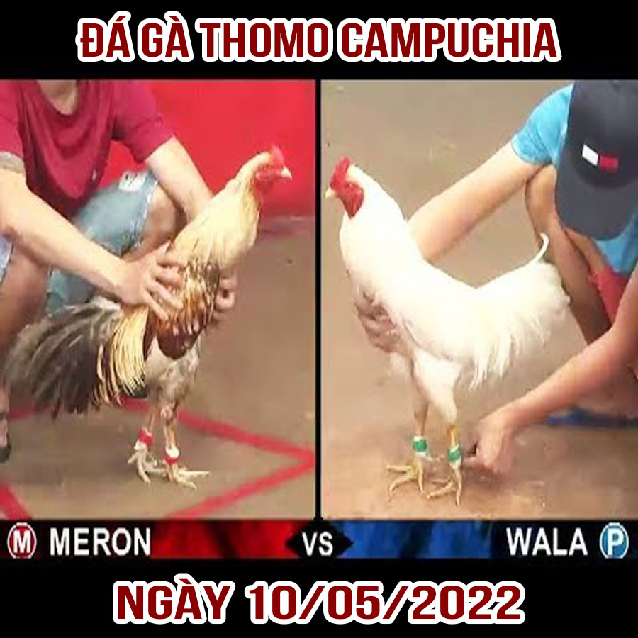 Tường thuật đá gà Thomo Campuchia ngày 10/05/2022