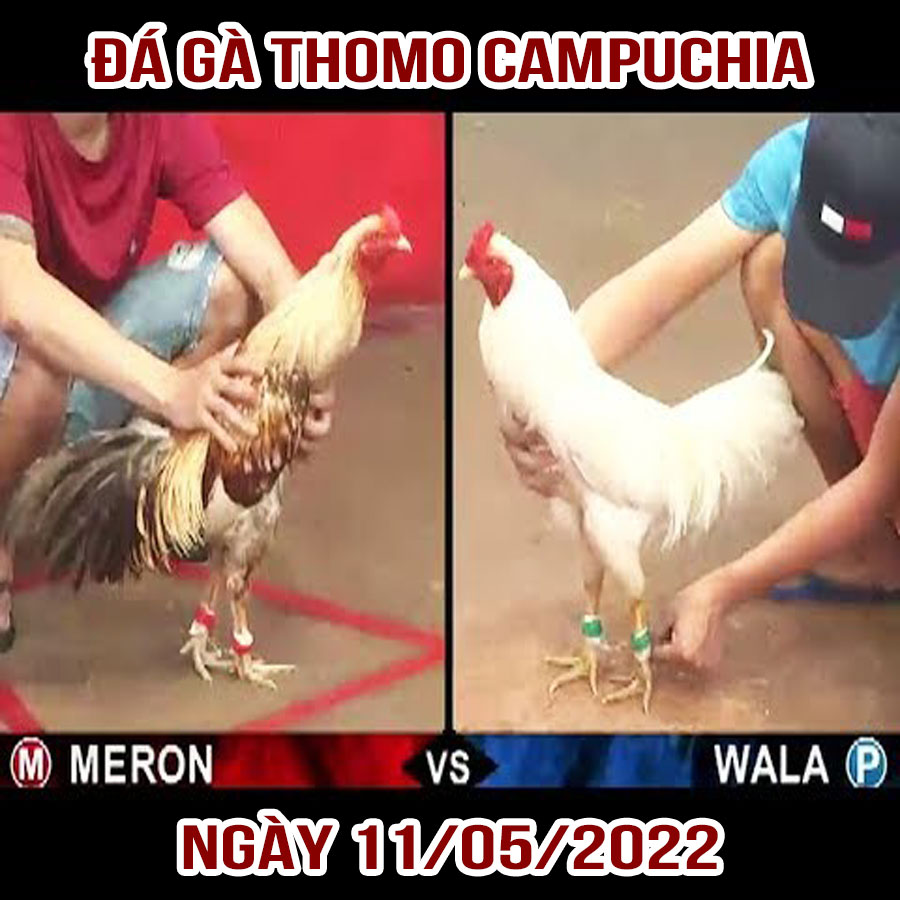 Tường thuật đá gà Thomo Campuchia ngày 11/05/2022