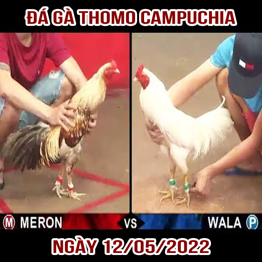 Tường thuật đá gà Thomo Campuchia ngày 12/05/2022