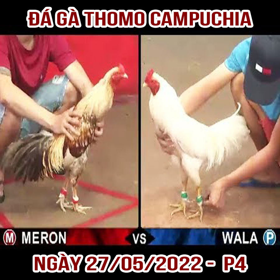 Tường thuật đá gà Thomo Campuchia ngày 27/05/2022 – P4