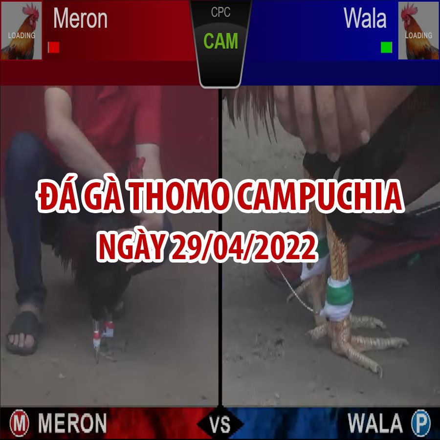 Tường thuật đá gà Thomo Campuchia ngày 29/04/2022