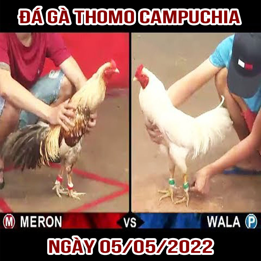 Tường thuật đá gà Thomo Campuchia ngày 05/05/2022