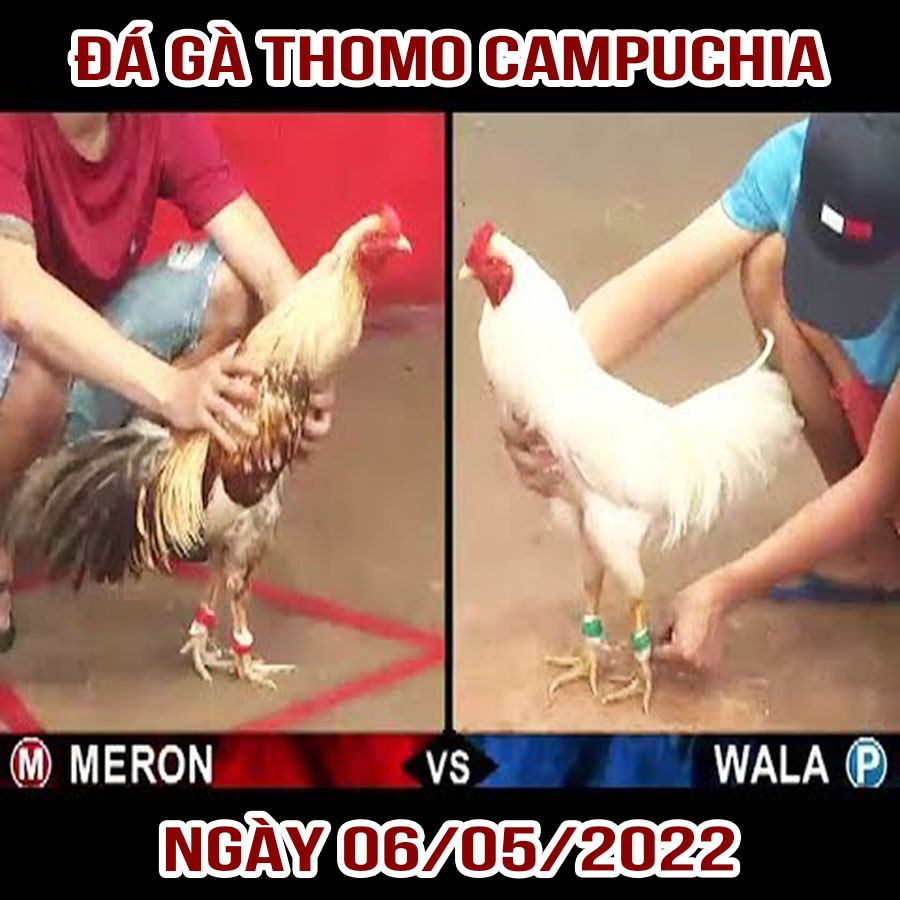 Tường thuật đá gà Thomo Campuchia ngày 06/05/2022