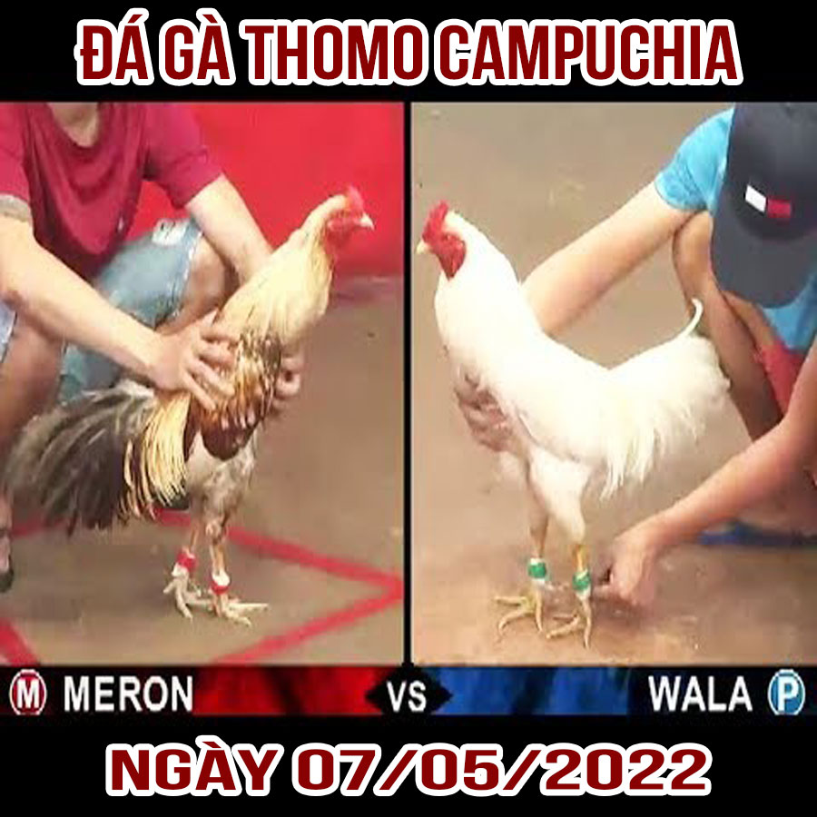 Tường thuật đá gà Thomo Campuchia ngày 07/05/2022