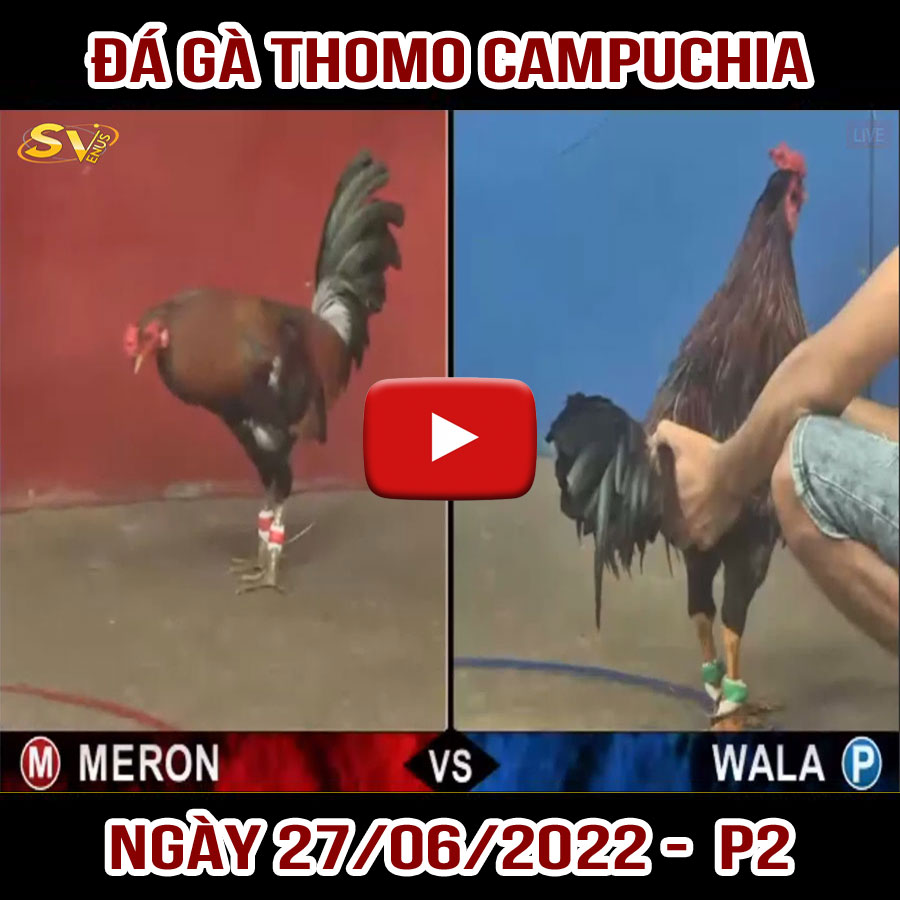 Tường thuật đá gà Thomo Campuchia ngày 27/06/2022 – P2