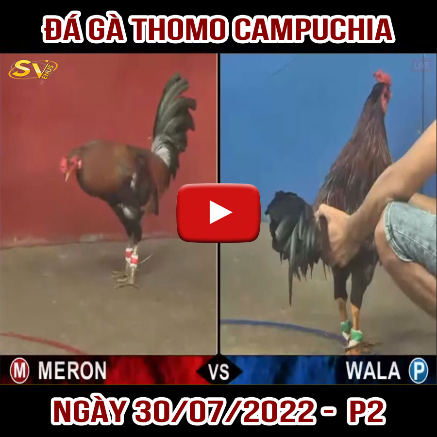 Tường thuật đá gà Thomo Campuchia ngày 30/07/2022 – P2