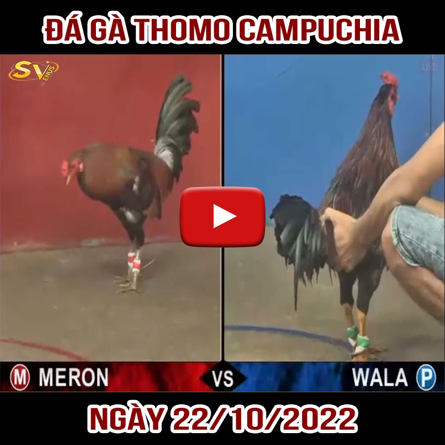 Tường thuật đá gà Thomo Campuchia ngày 22/10/2022