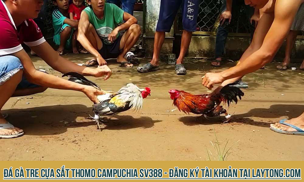 Đá gà tre cựa sắt Thomo Campuchia SV388